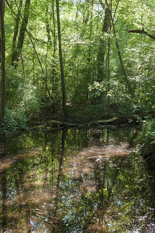 Ruhrpark, Feuchtbiotop, Oberhausen 2011