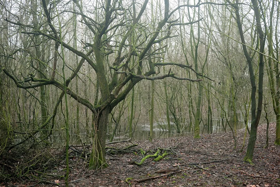 Ruhrpark, Feuchtbiotop, Oberhausen 2012