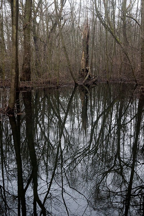 Ruhrpark, Feuchtbiotop, Oberhausen 2012