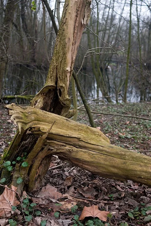 Ruhrpark, Feuchtbiotop, Oberhausen 2012