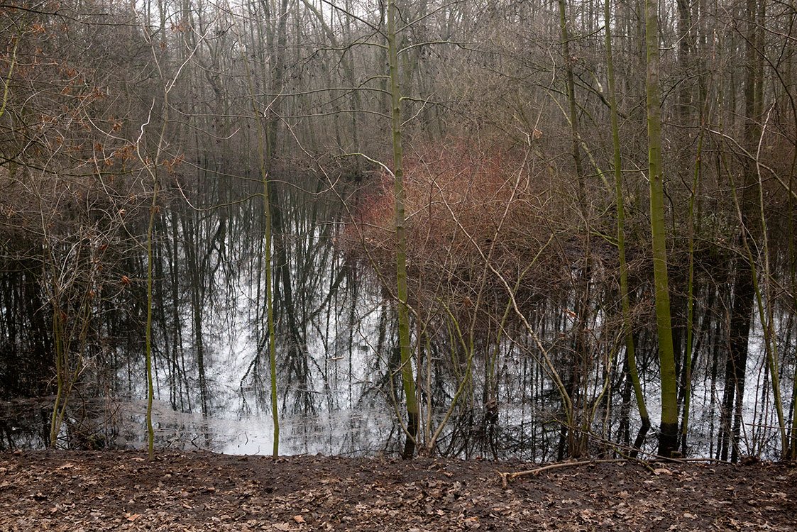 Ruhrpark, Feuchtbiotop, Oberhausen 2012