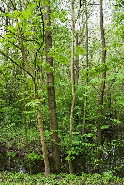 Ruhrpark, Feuchtbiotop, Oberhausen 2012