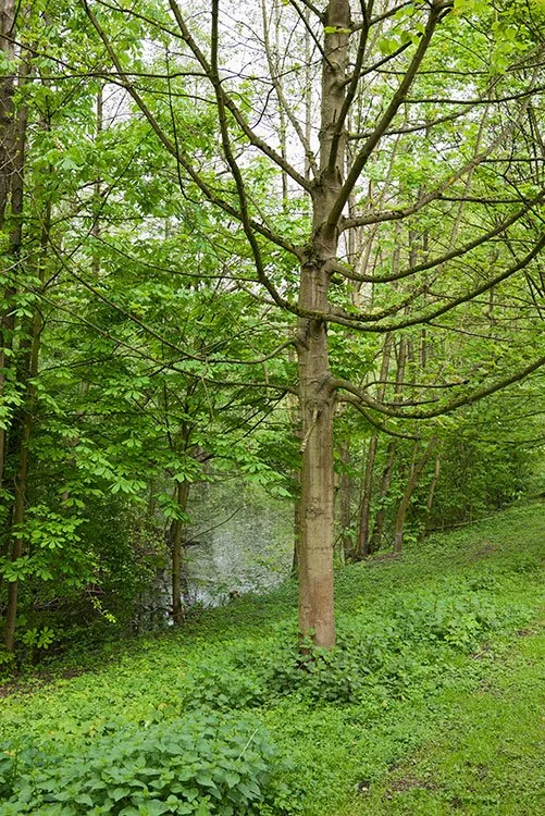 Ruhrpark, Feuchtbiotop, Oberhausen 2012