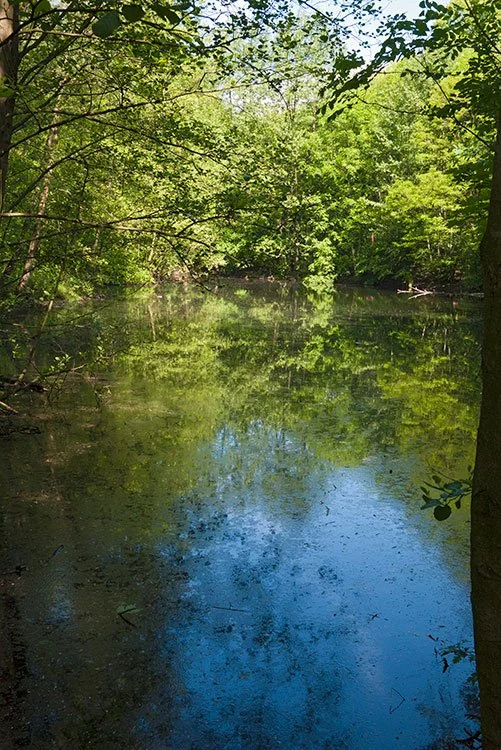 Ruhrpark, Feuchtbiotop, Oberhausen 2012