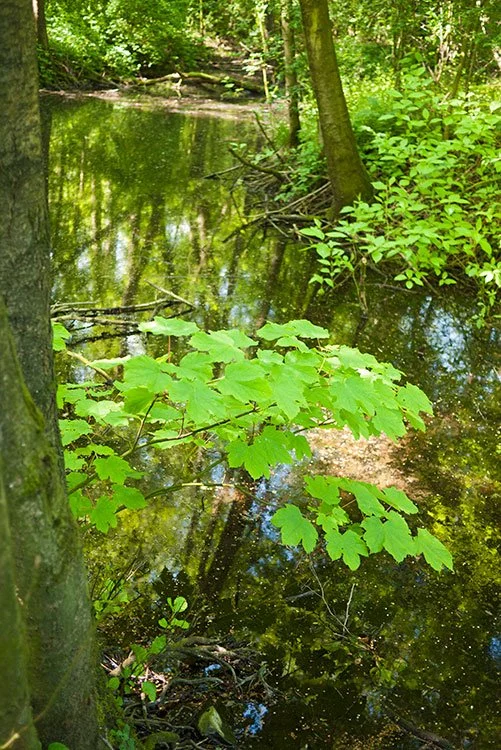 Ruhrpark, Feuchtbiotop, Oberhausen 2012