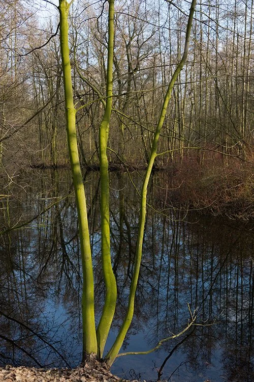 Ruhrpark, Feuchtbiotop, Oberhausen 2013