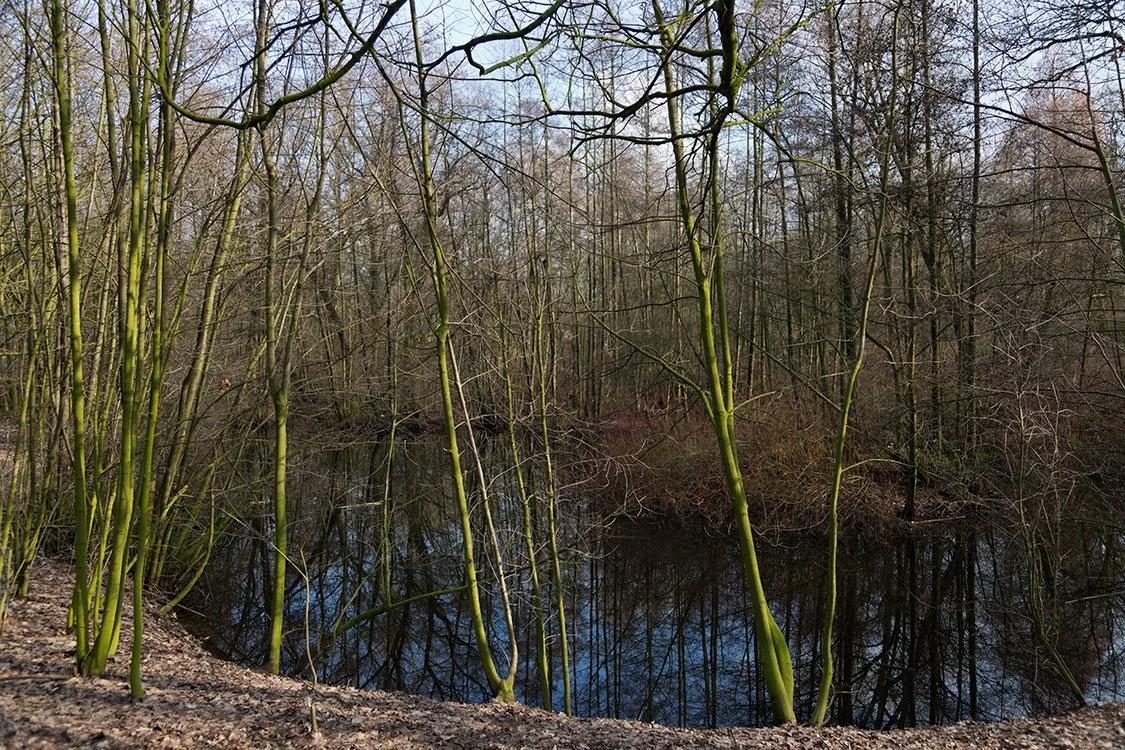 Ruhrpark, Feuchtbiotop, Oberhausen 2013