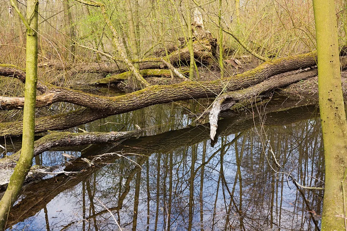 Ruhrpark, Feuchtbiotop, Oberhausen 2016