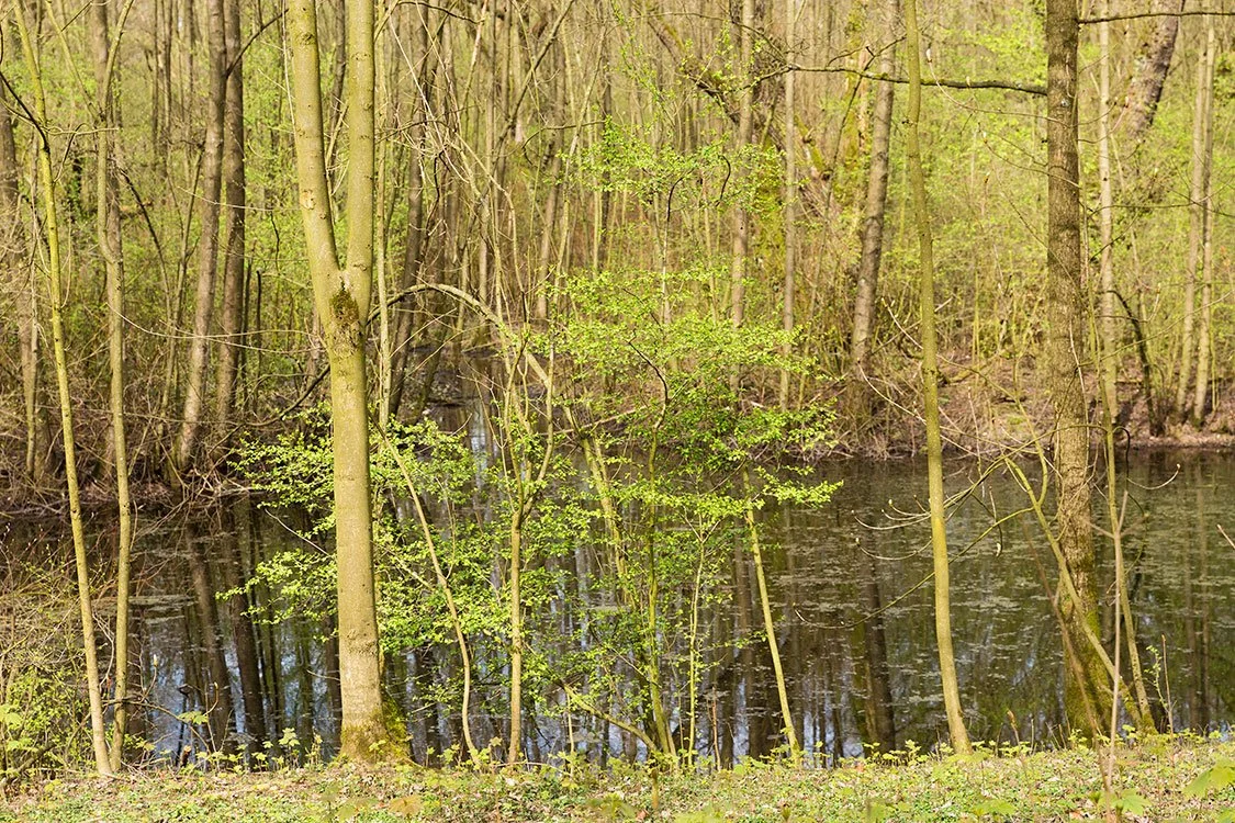 Ruhrpark, Feuchtbiotop, Oberhausen 2016