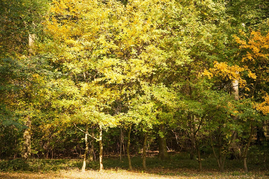 Ruhrpark, Oberhausen 2011