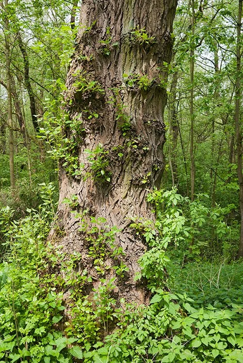 Ruhrpark, Oberhausen 2012