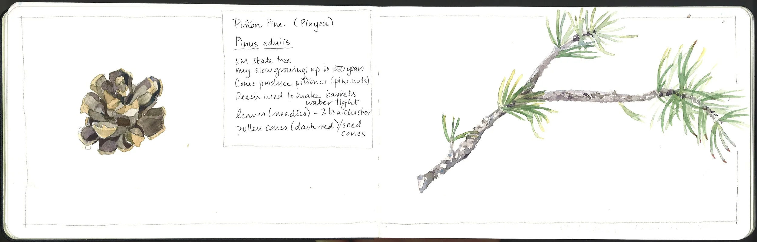5 pinon.jpg