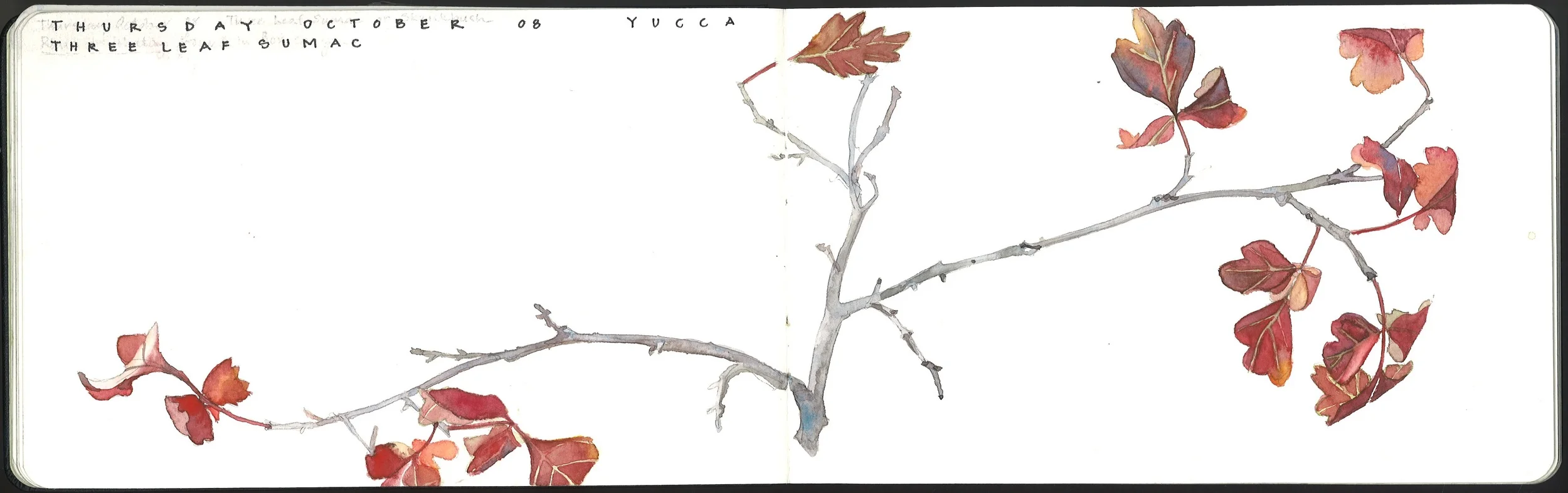8 three leaf sumac.jpg
