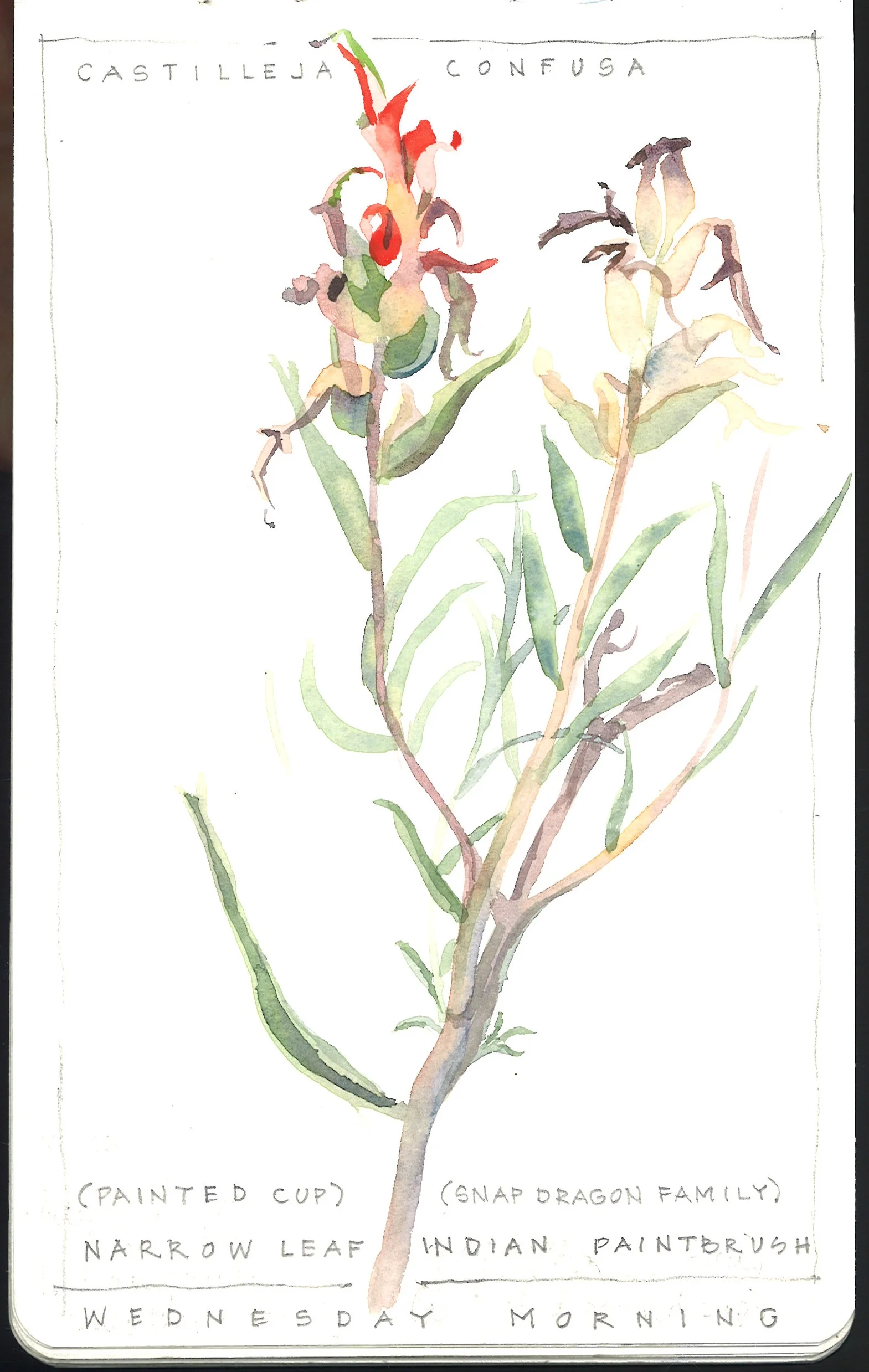 13 Indian paintbrush.jpg