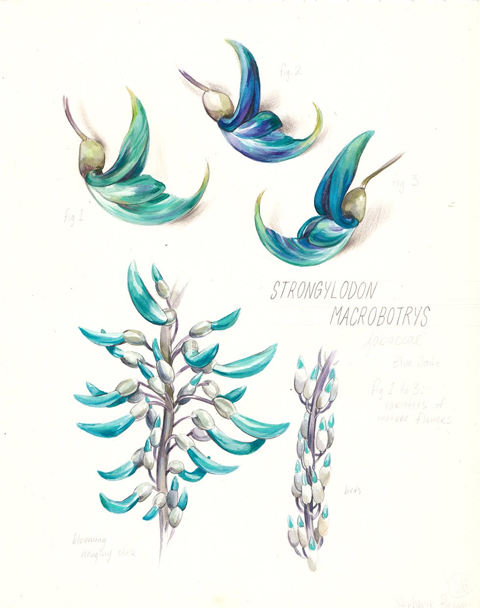 kauai-botanical-illustration-stronglyodon-web.jpg