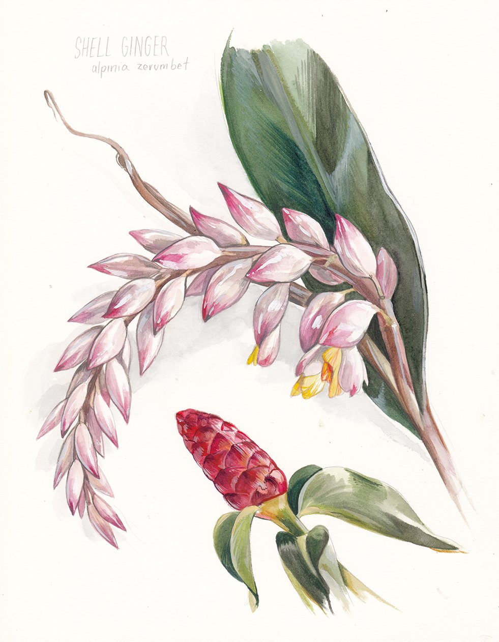 kauai-botanical-illustration-shell-ginger-web.jpg