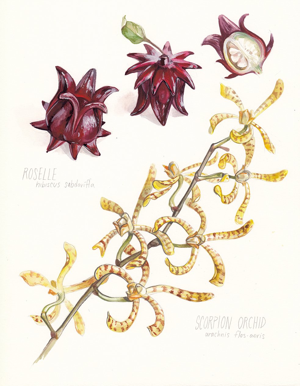 kauai-botanical-illustration-scorpion-orchi-web.jpg