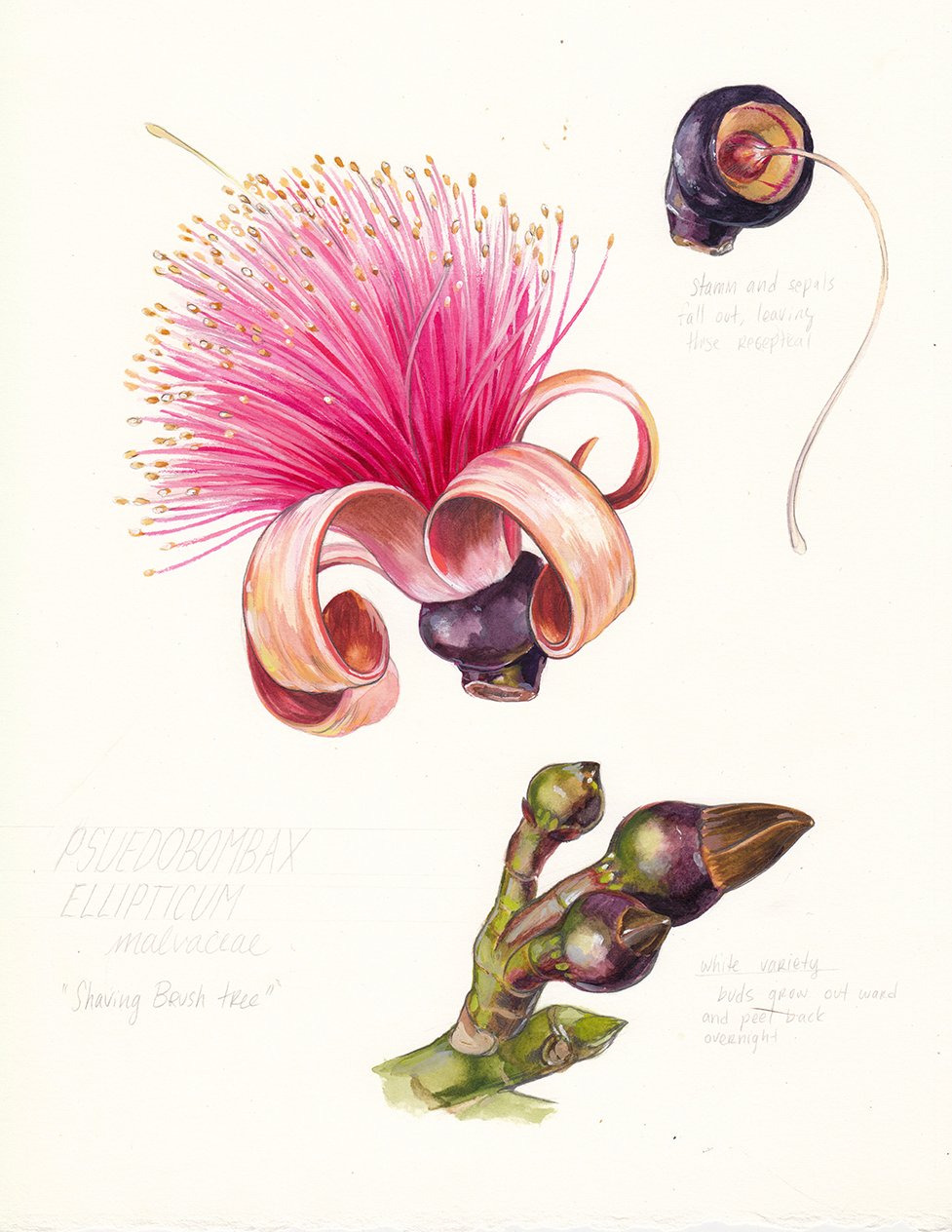 kauai-botanical-illustration-psuedobombax-web.jpg