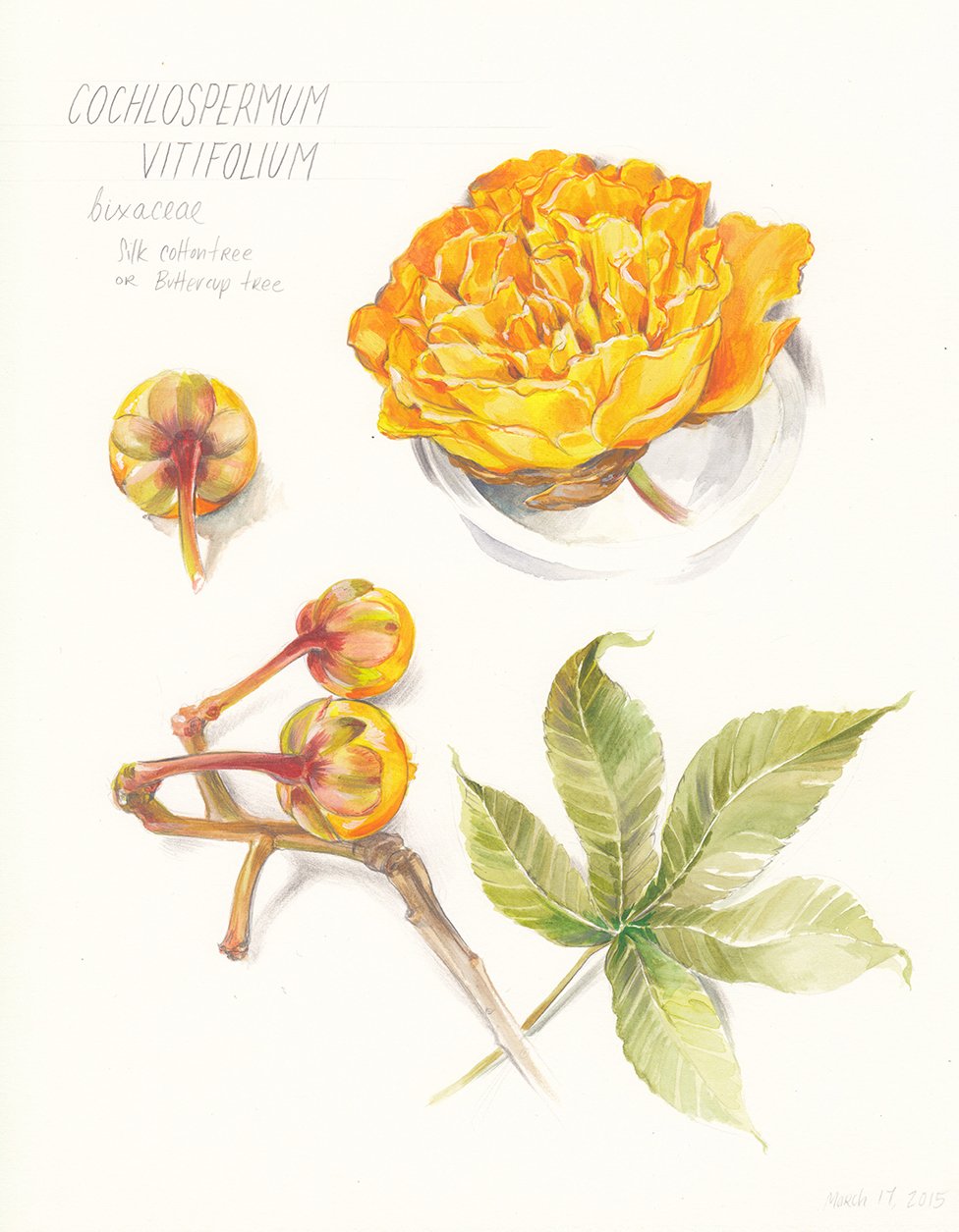 kauai-botanical-illustration-cocholospermum-vitifolum-web.jpg