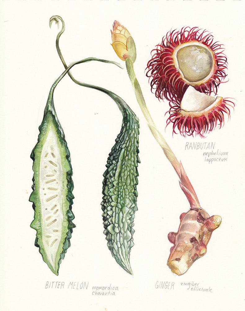 kauai-botanical-illustration-ginger-rambutan-bittermelon-web.jpg