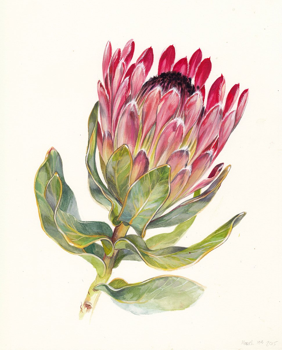kauai-botanical-illustration-protea-web.jpg