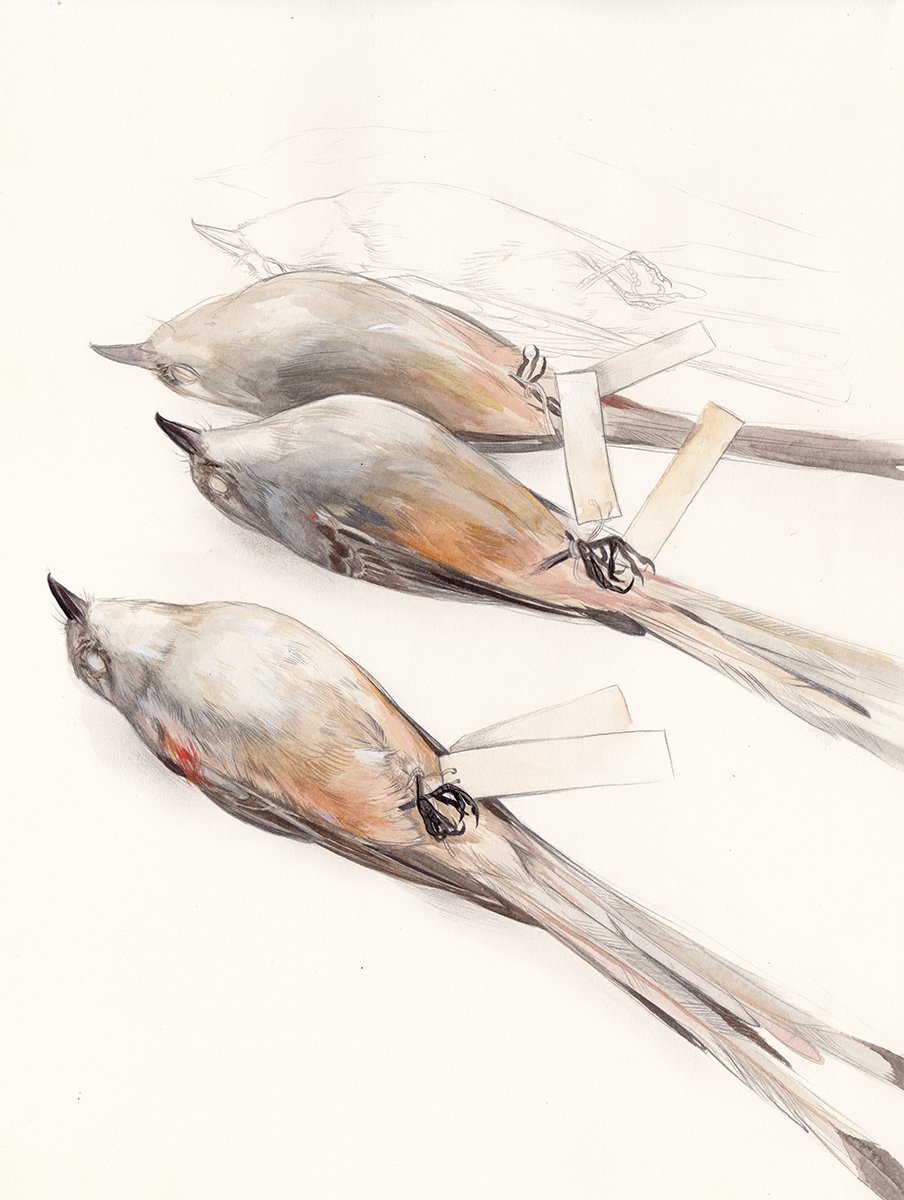 Tyrannus forficatus (Scissor Tailed Flycatcher)