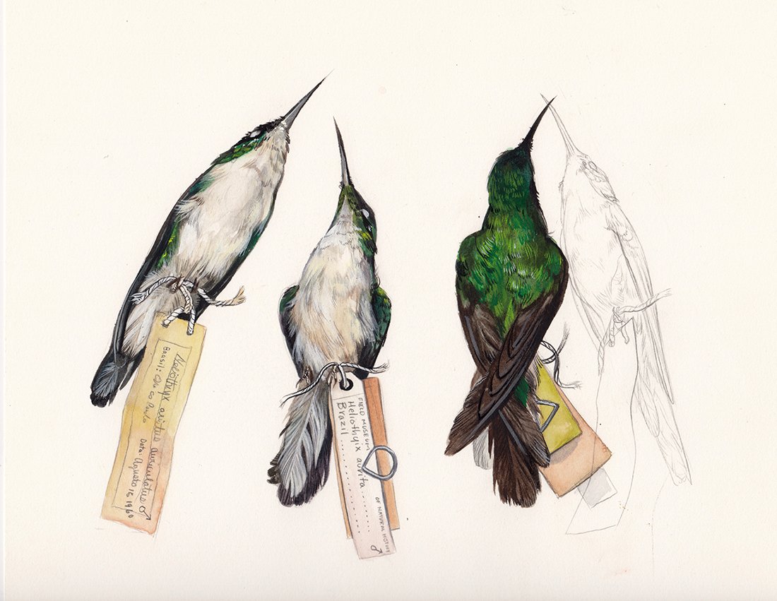 field-museum-hummingbird-web.jpg