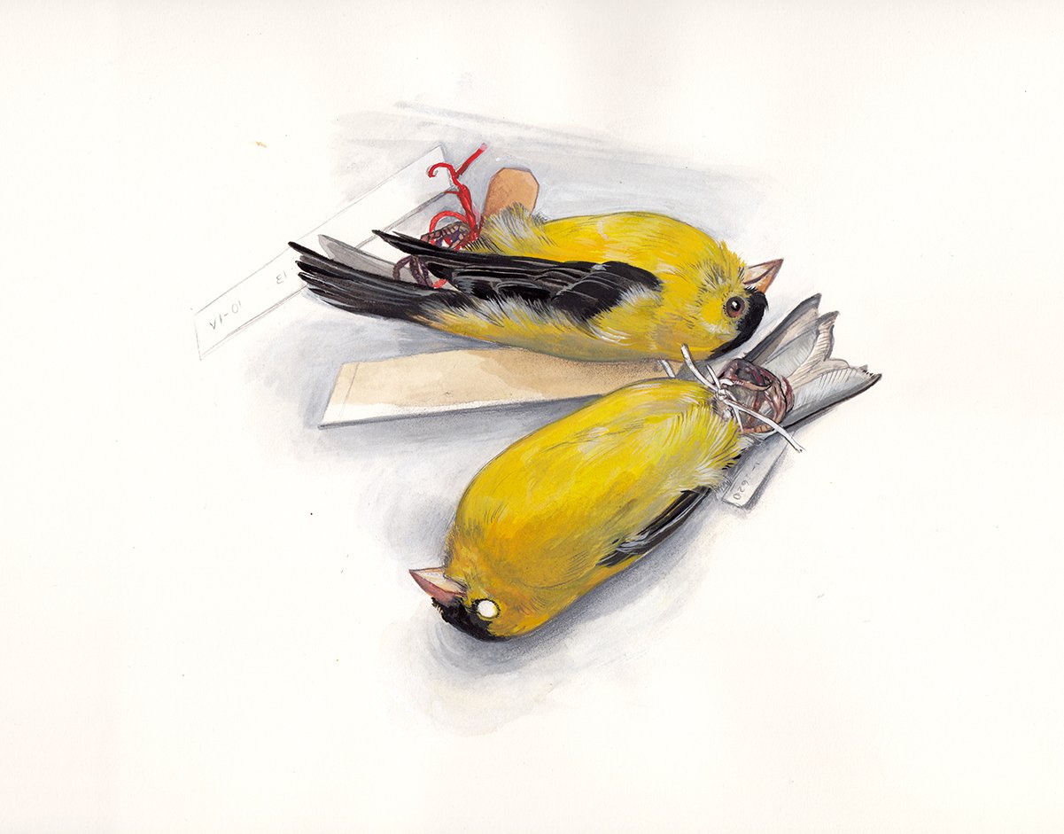 field-museum-goldfinch-duo-web.jpg