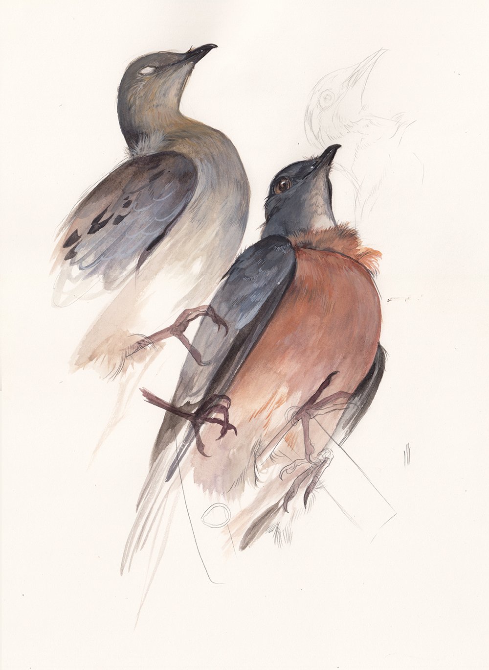 Passenger Pigeon