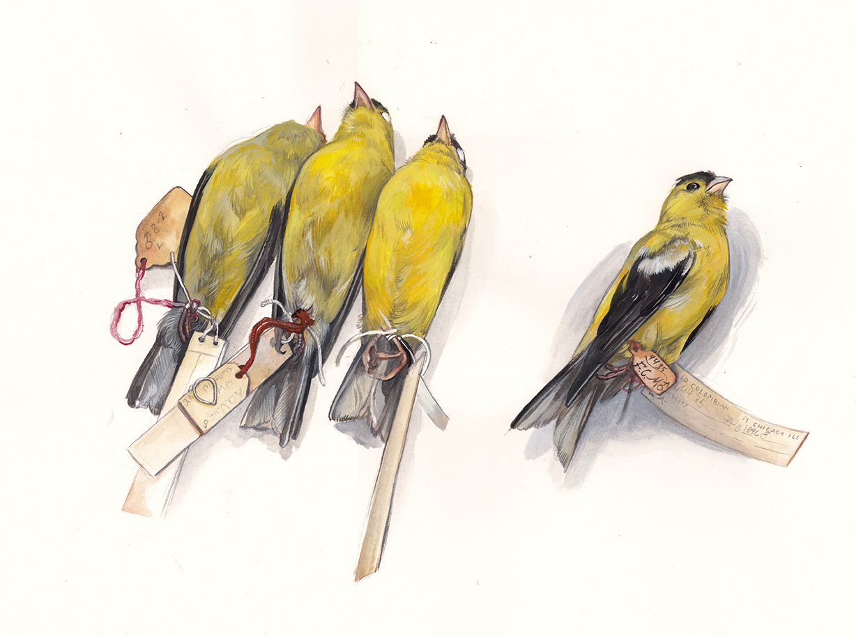 Goldfinch Set