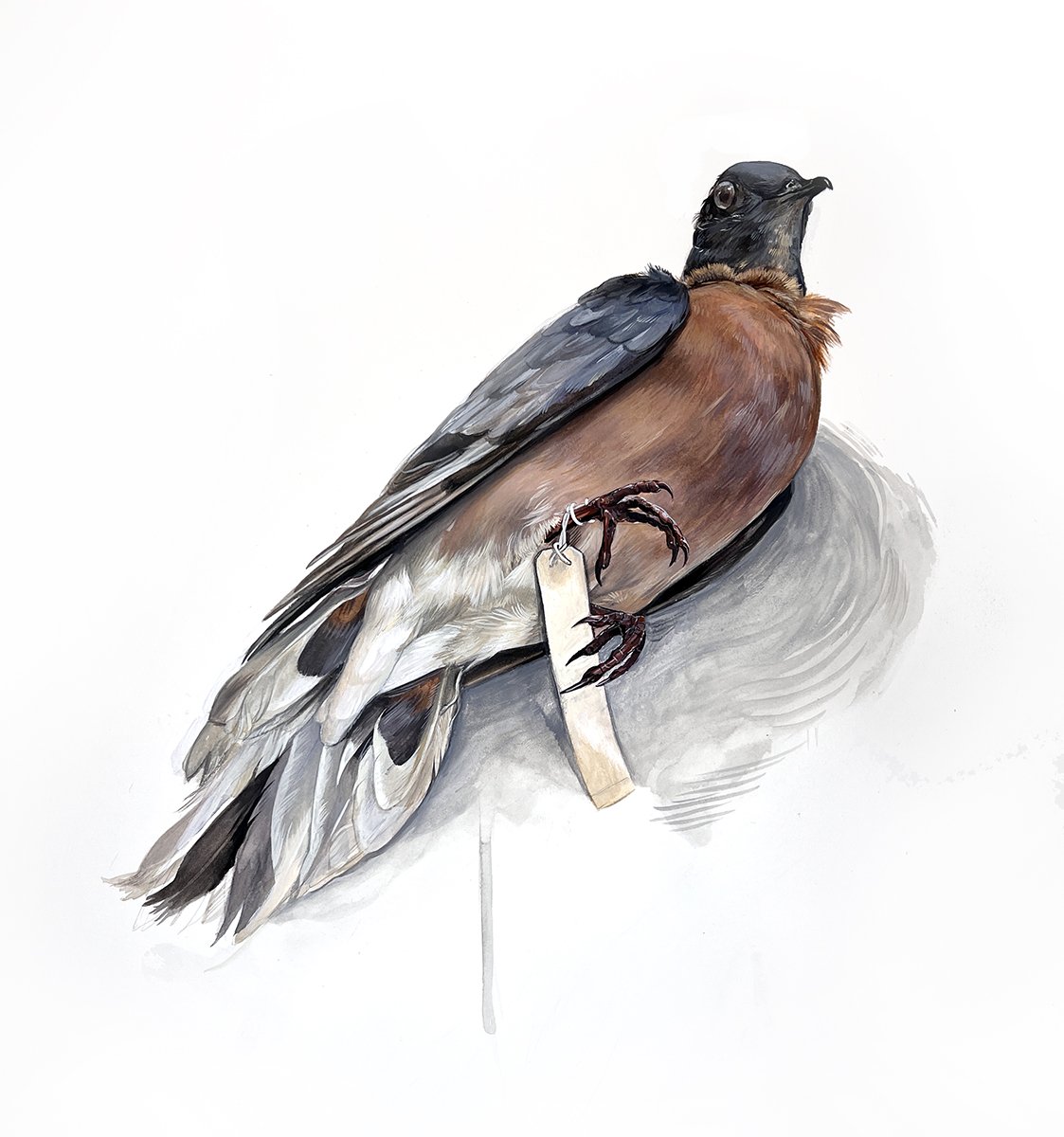 Passenger Pigeon (Male)