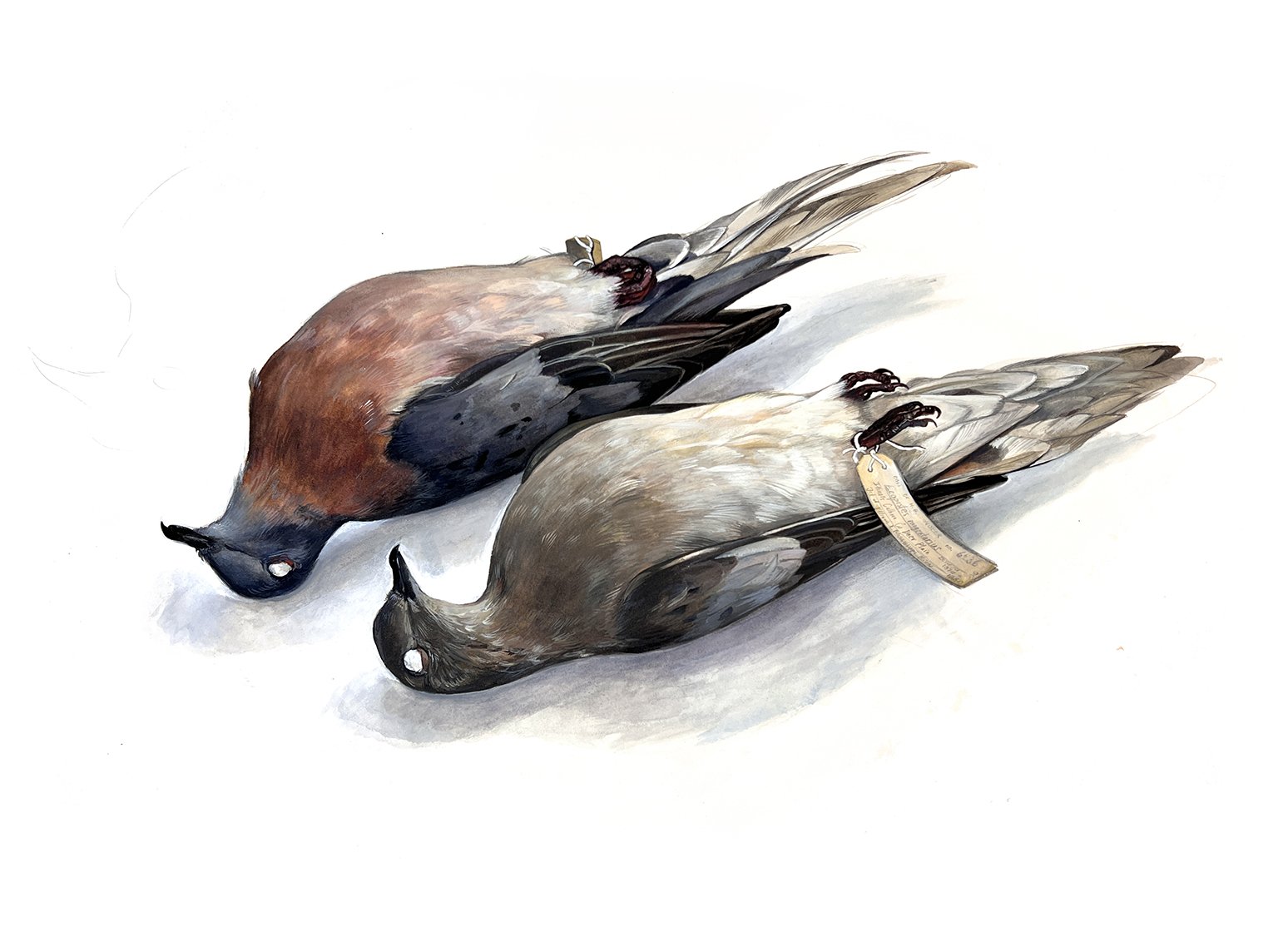 Passenger Pigeon (Duo)