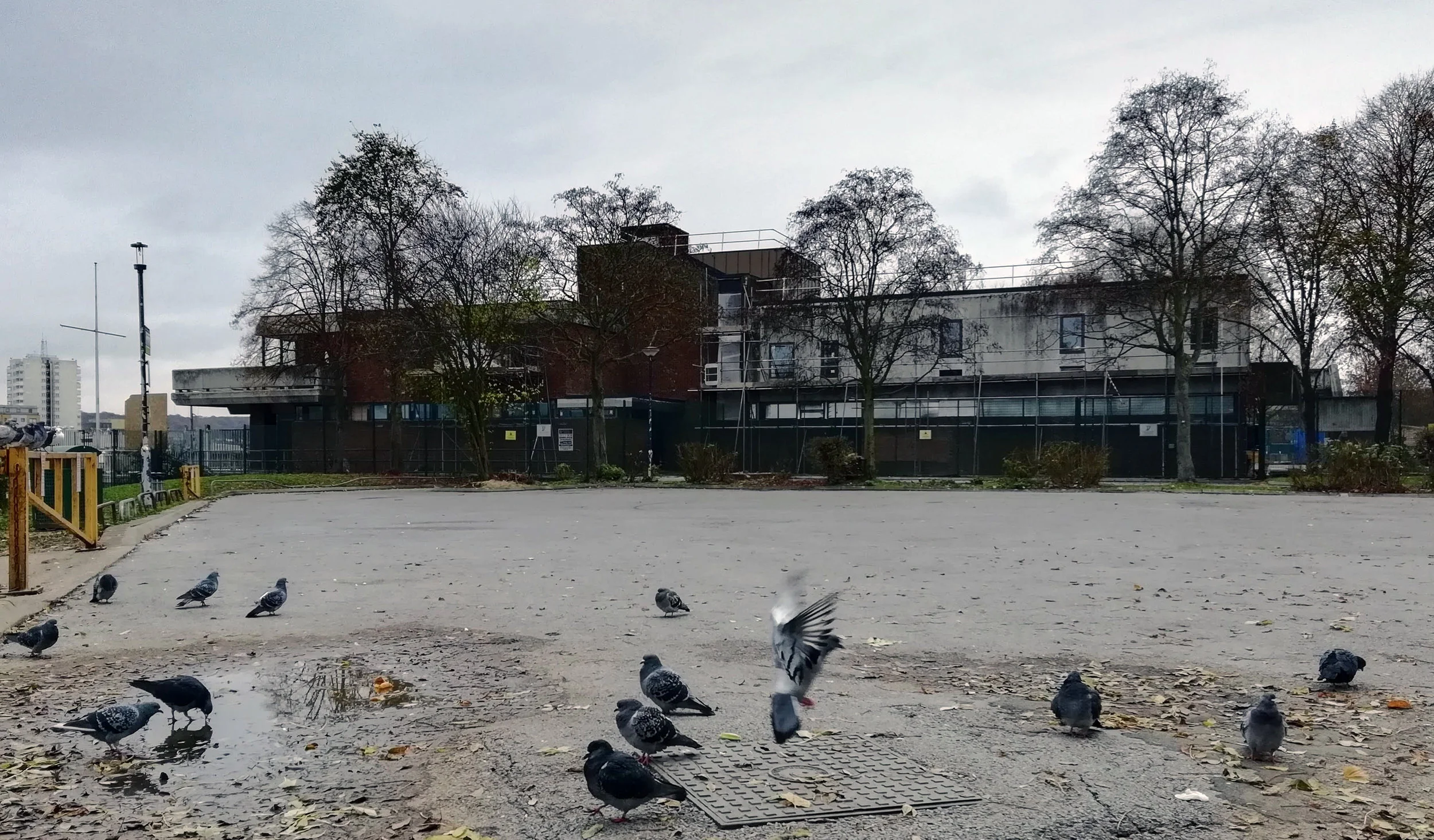 Pigeons outside the Lakeside Centre in November 2011.