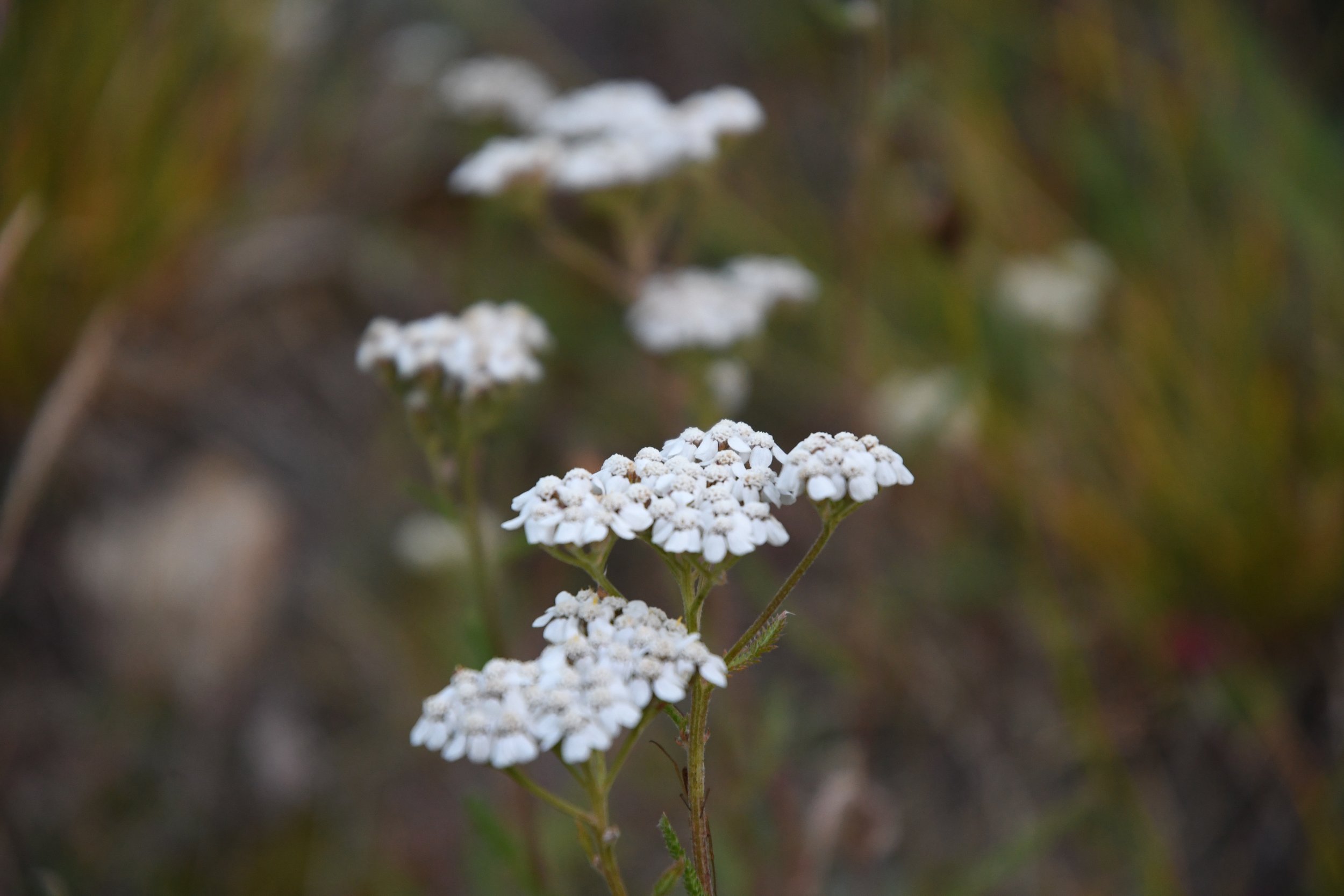 DSC_4191.jpg