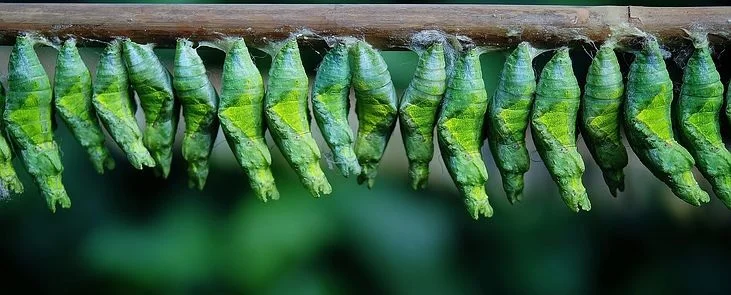 The Cocoon. Could anything good ever come from something as awkward and unseemly as this?