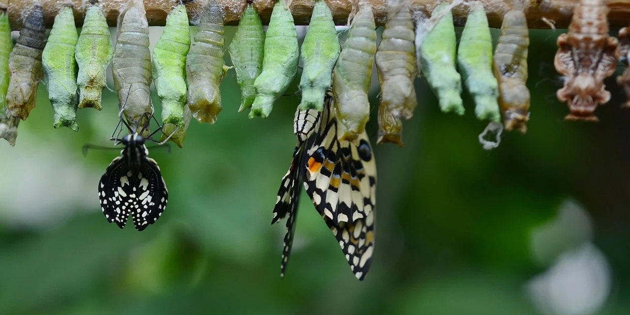 A beautiful creature emerging from God’s ‘holding tank’ - the cocoon.