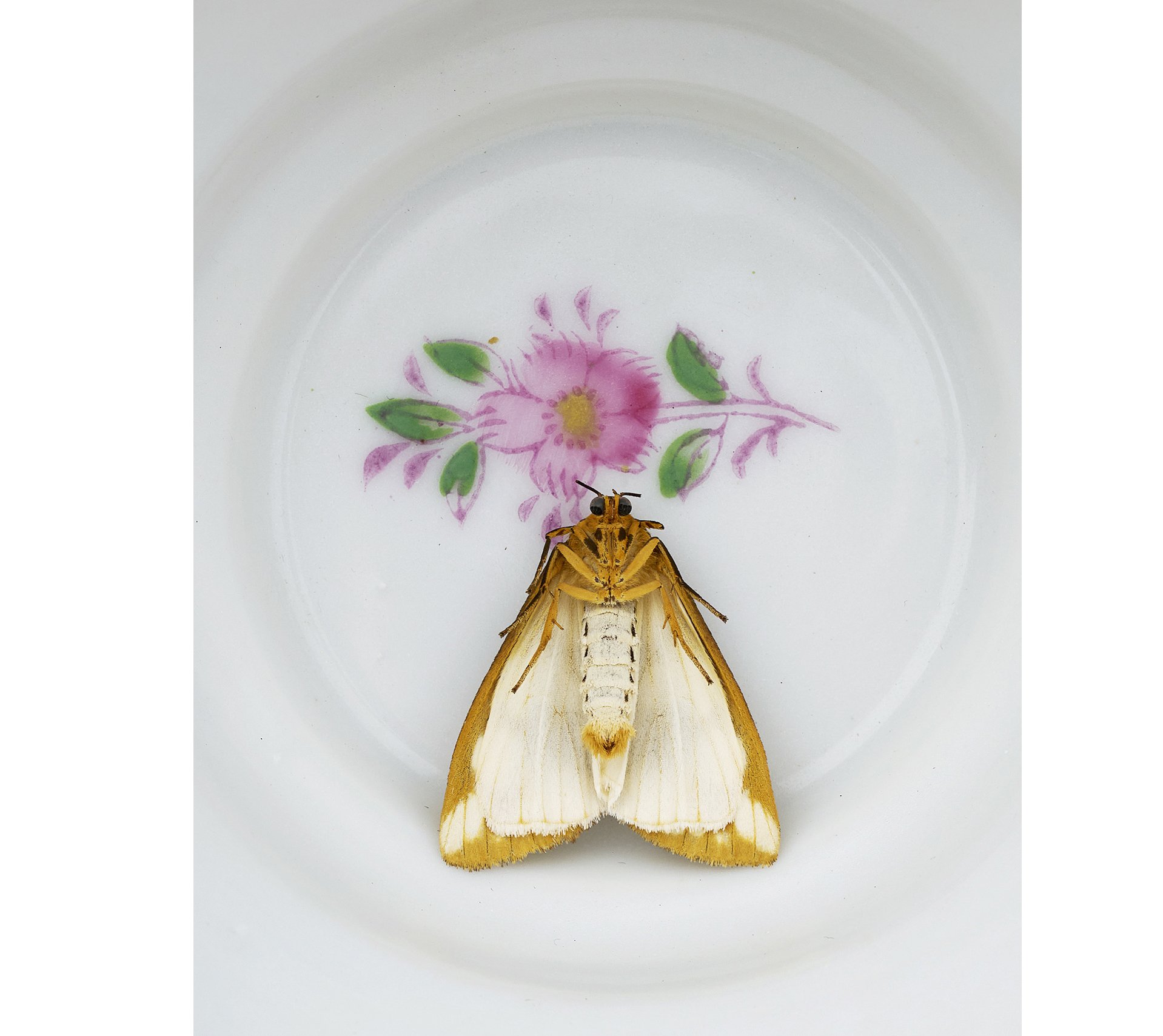 2507 USA NY Upstate Project Bovina 0533.jpg