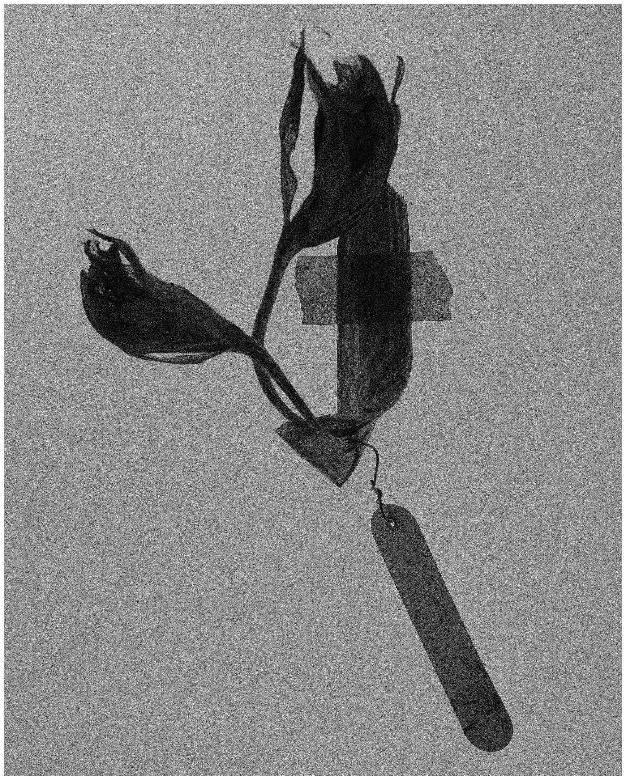 2006 USA FL The Florida Project 2220.JPG