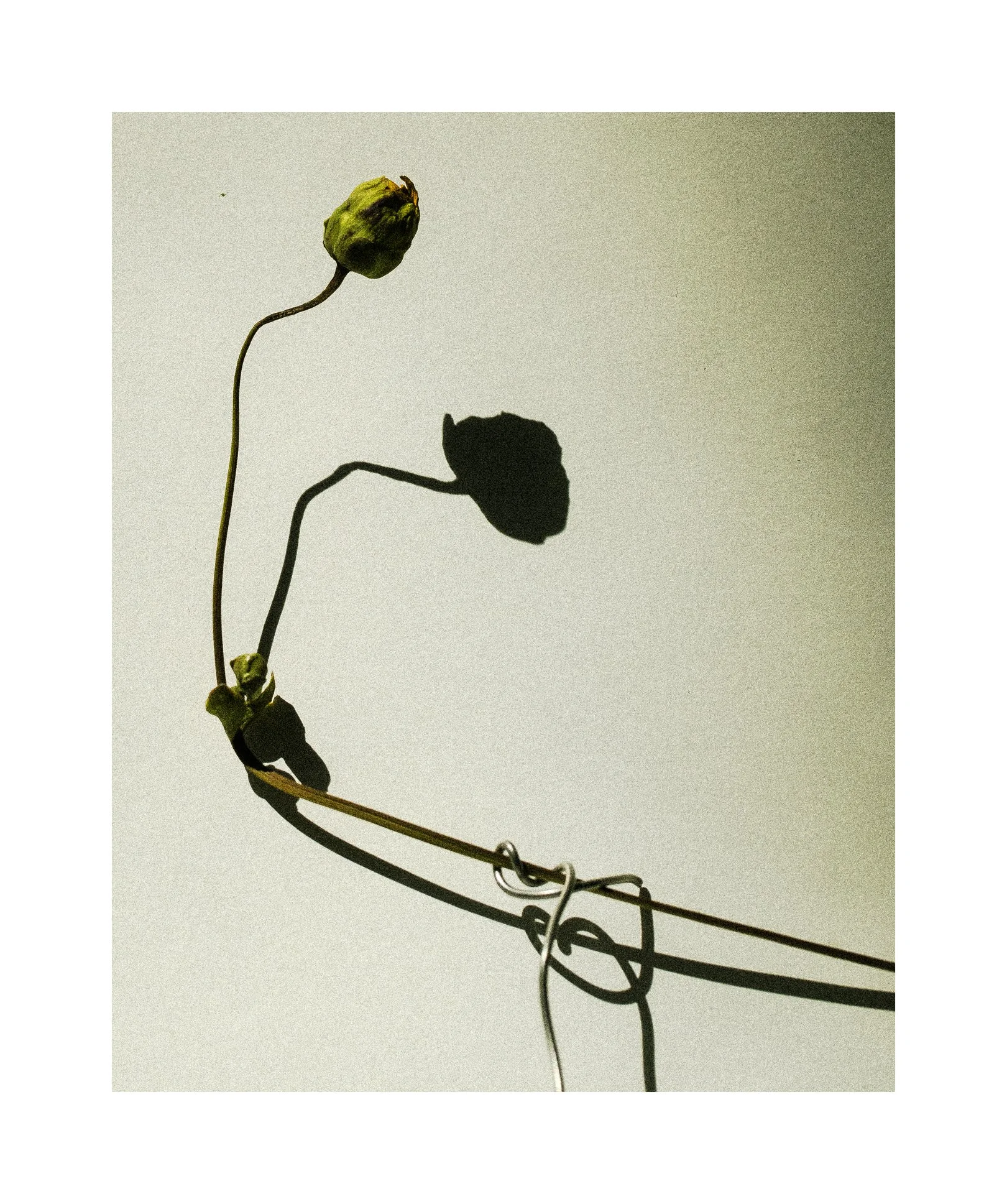 2407 USA NY Studio Still Life 0282 copy.jpg