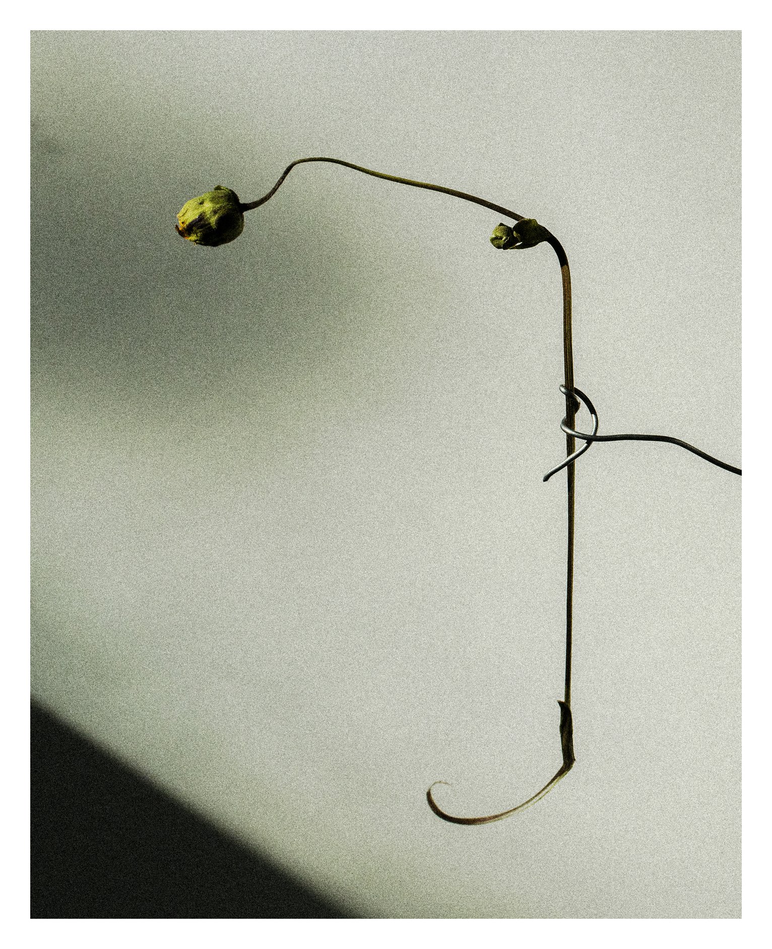 2407 USA NY Studio Still Life 0289.jpg