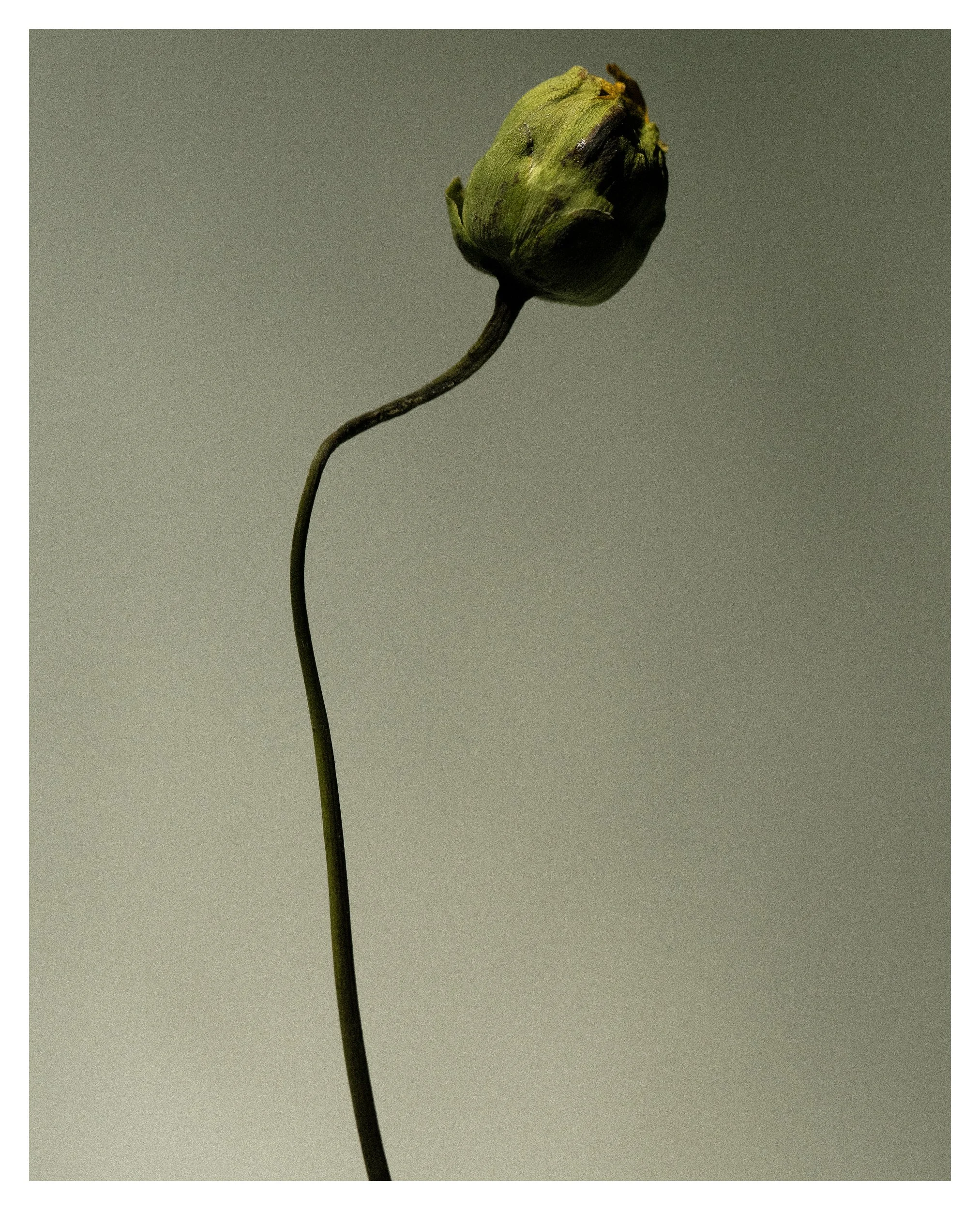 2407 USA NY Studio Still Life 0291.jpg