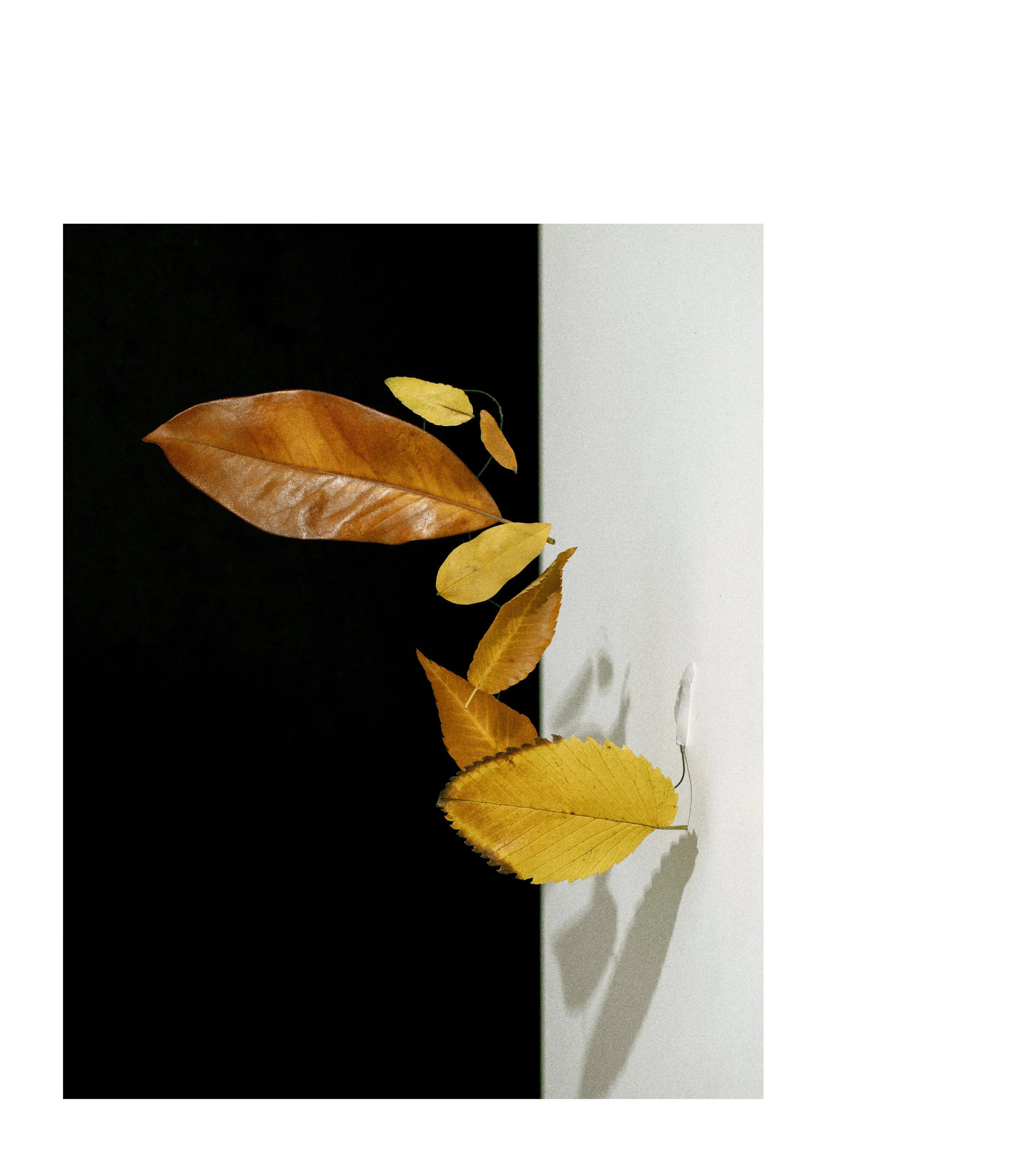 2407 USA NY Studio Still Life 0660.JPG