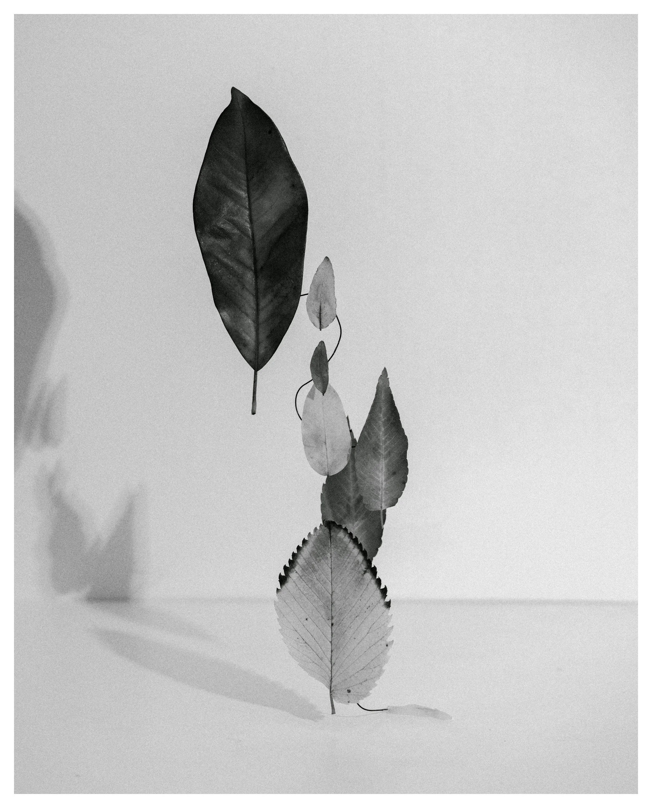 2407 USA NY Studio Still Life 0659.JPG