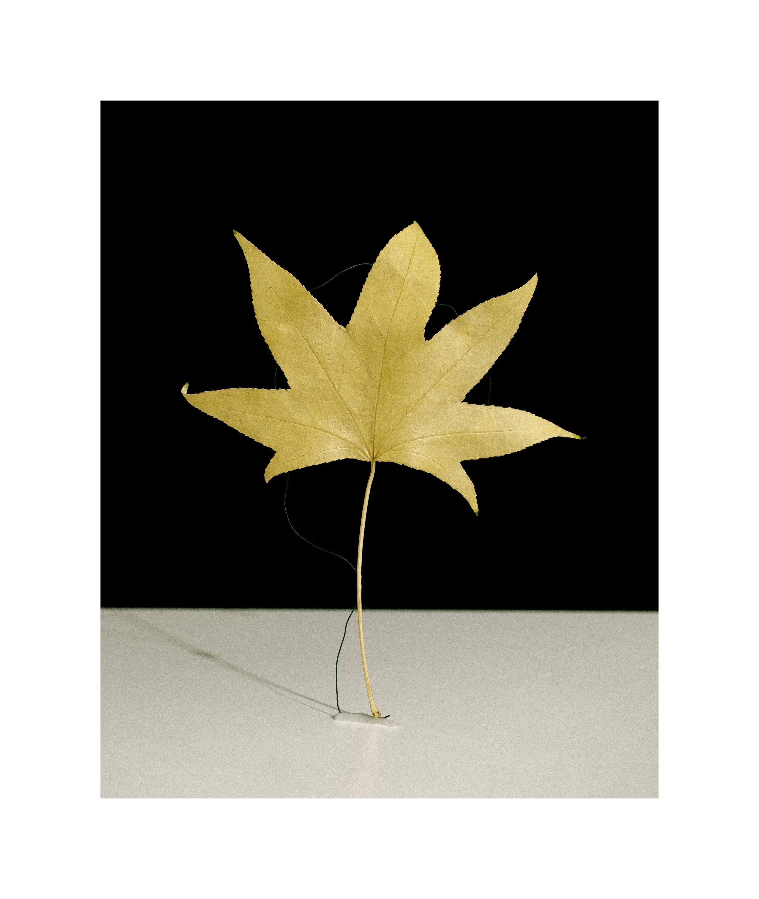 2407 USA NY Studio Still Life 0663.JPG