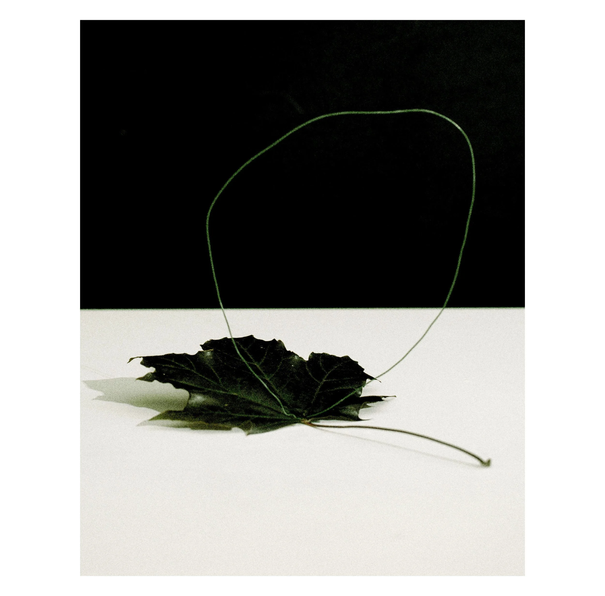 2407 USA NY Studio Still Life 0669.JPG