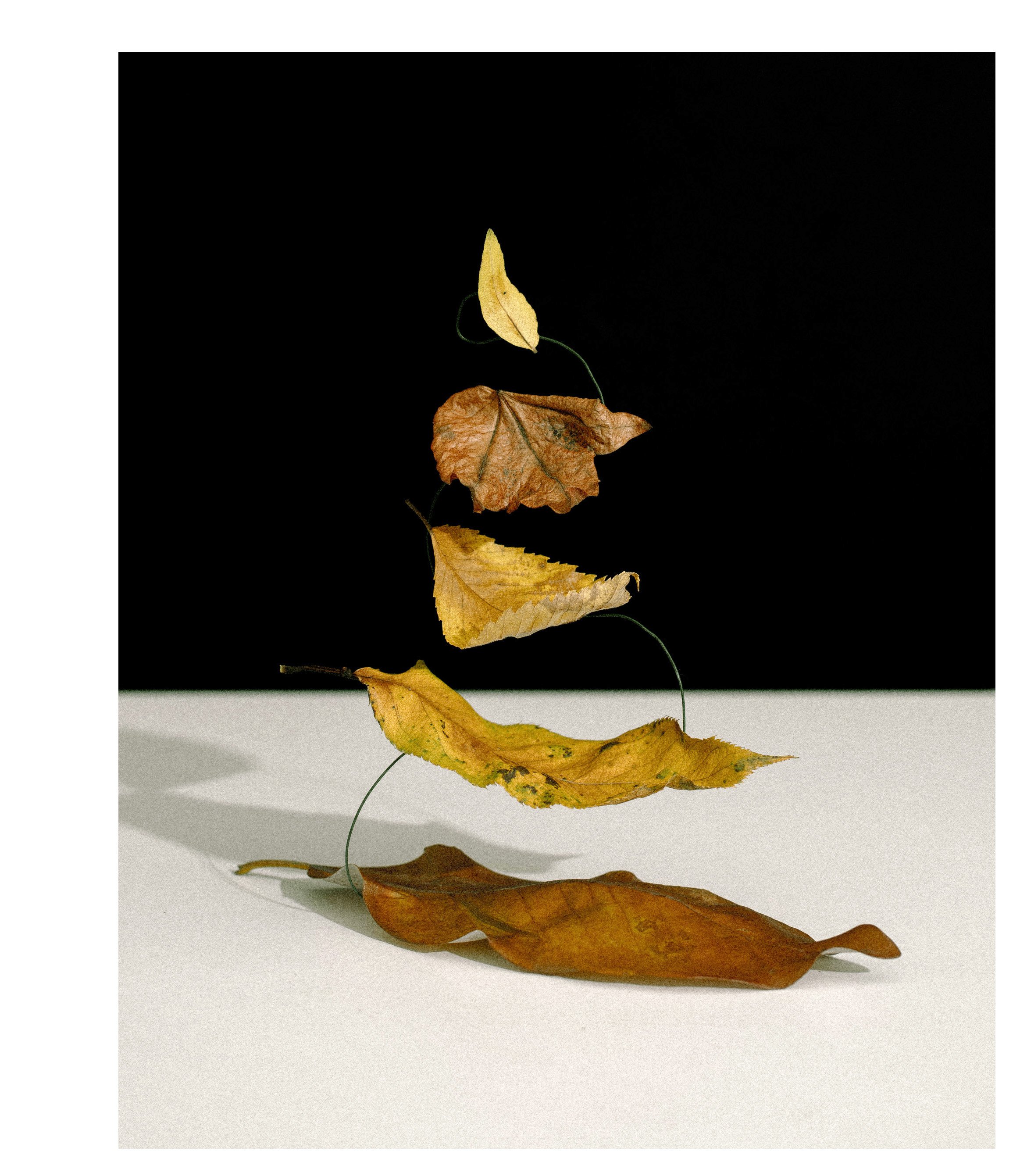 2407 USA NY Studio Still Life 0673.JPG