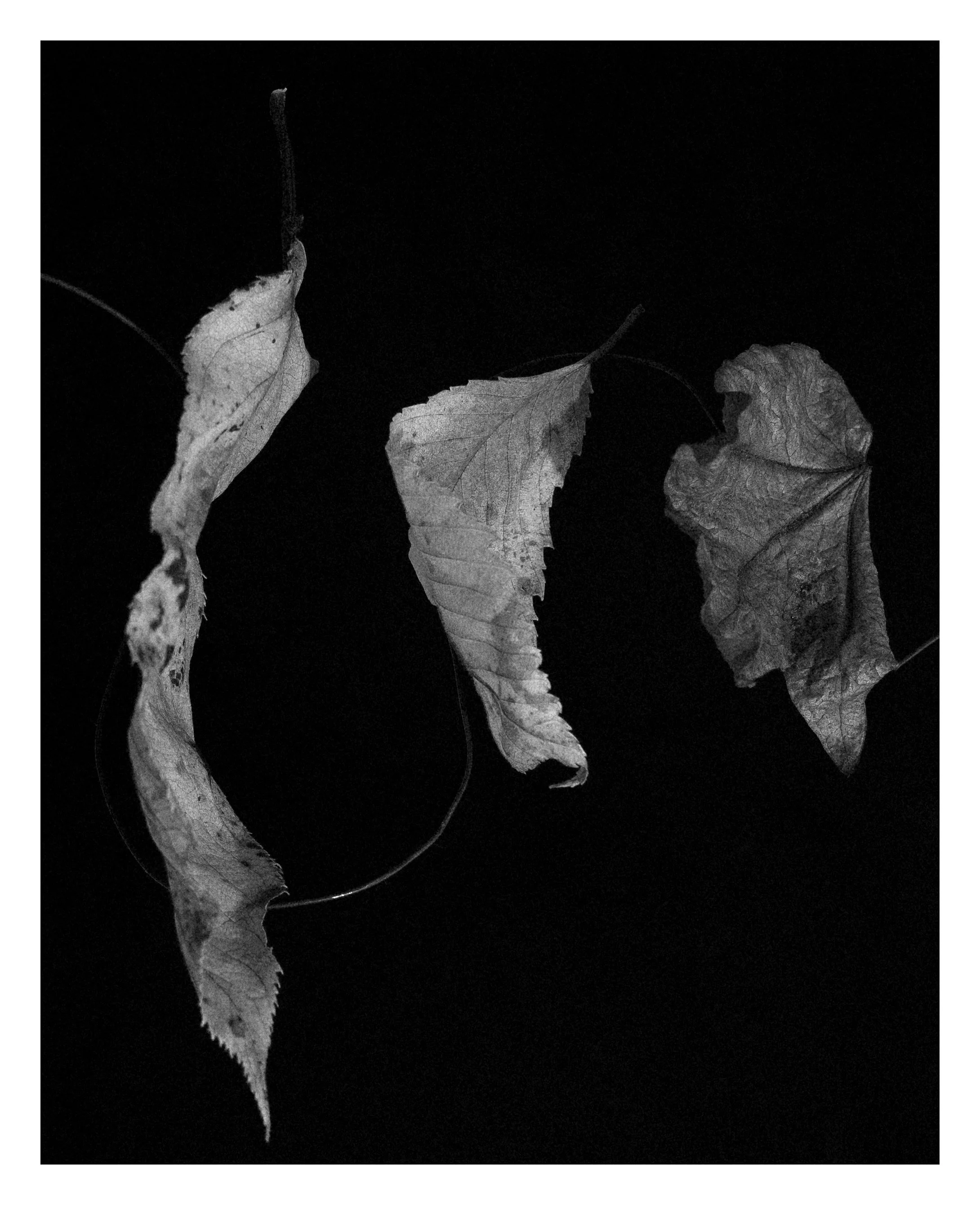 2407 USA NY Studio Still Life 0679.JPG