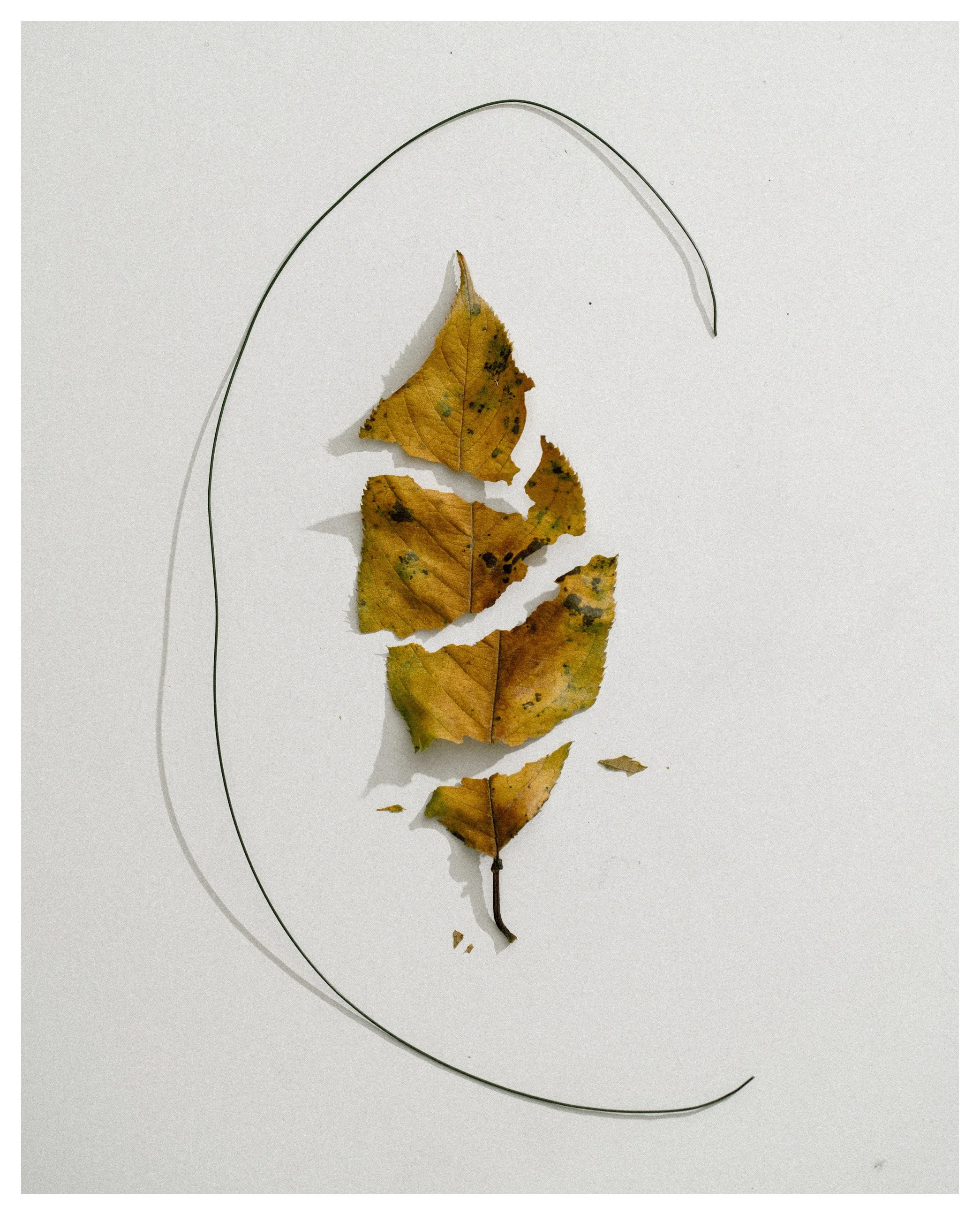 2407 USA NY Studio Still Life 0685.JPG