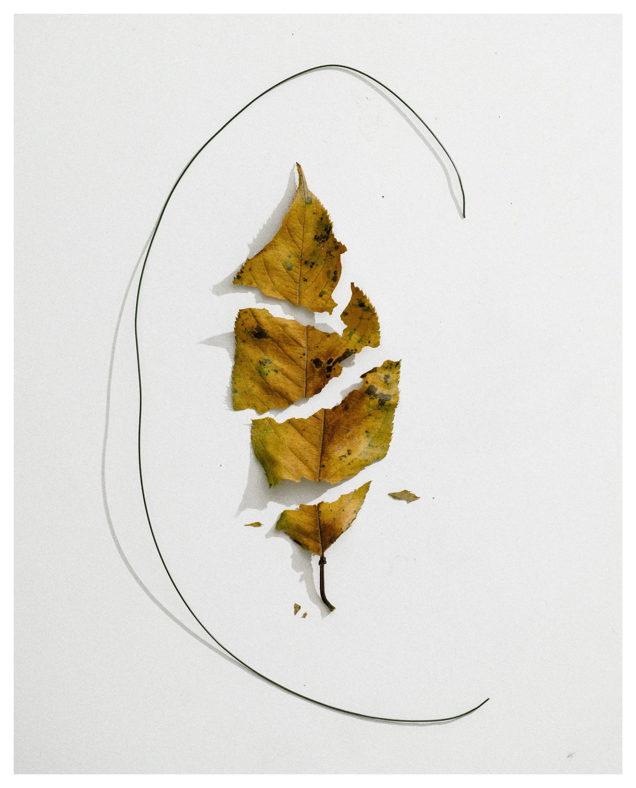 2407 USA NY Studio Still Life 0685.JPG