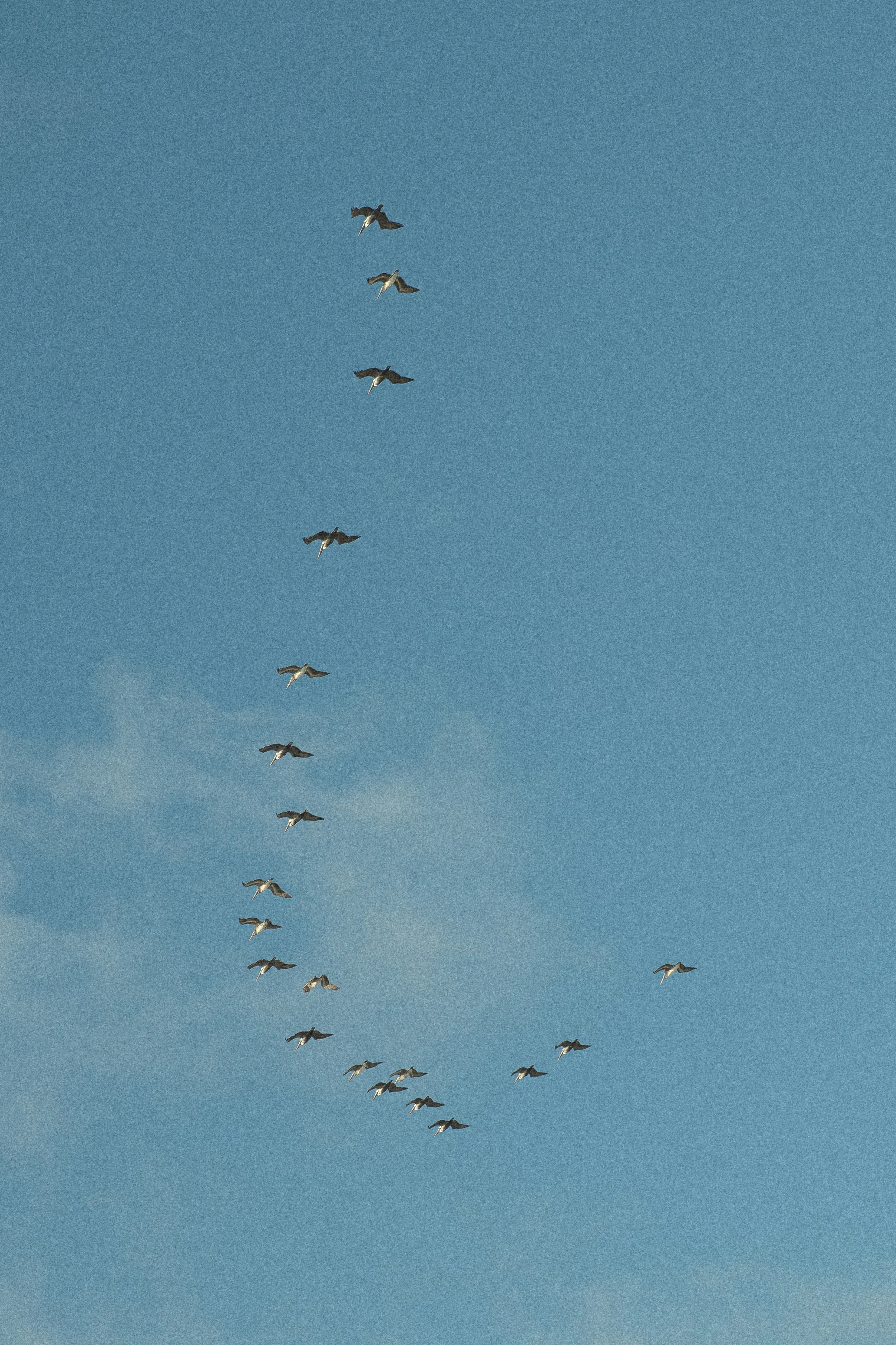 013 011 2511 USA NY SAVVY The Shelborne 2309.jpg